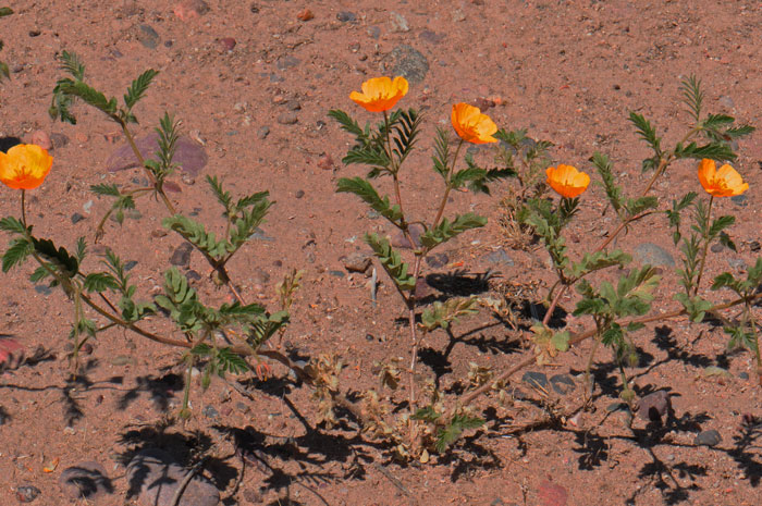 Arizona Poppy is a handsome plant with pinnately compound leaves and deep orange flowers. Preferred habitats are open plains, mesas and in sandy desert washes. Kallstroemia grandiflora 